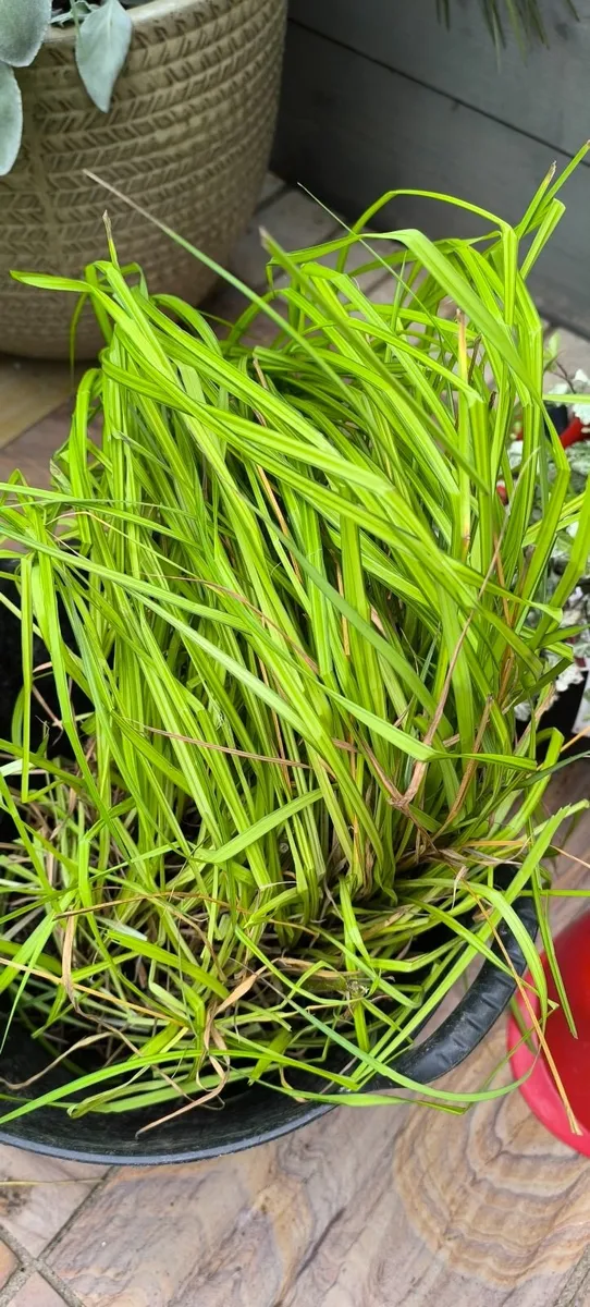 Garden plants - Image 2