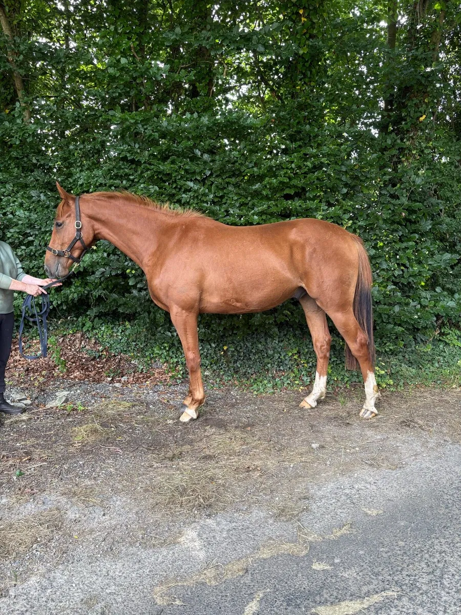 2 year old ISH ideal Mother/ Daughter Share - Image 1