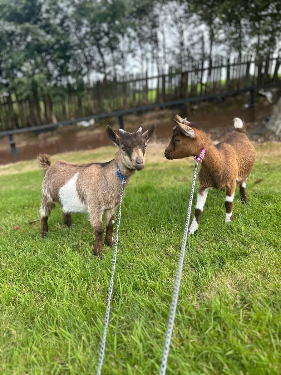 Pygmy goats - Image 3