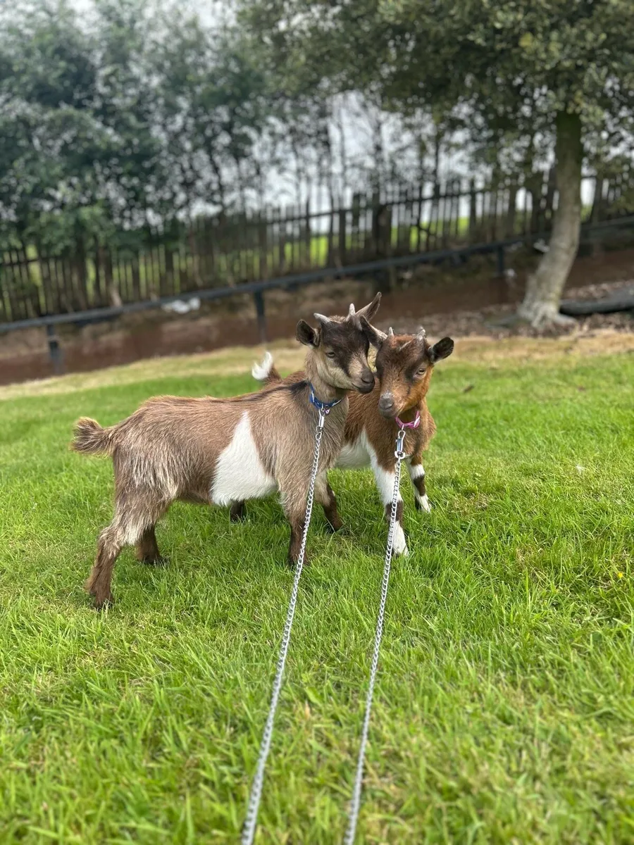 Pygmy goats - Image 2