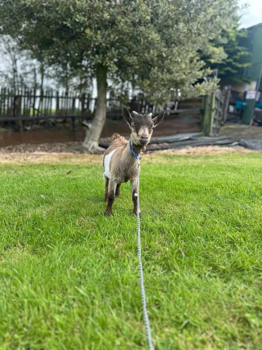 Pygmy goats - Image 4