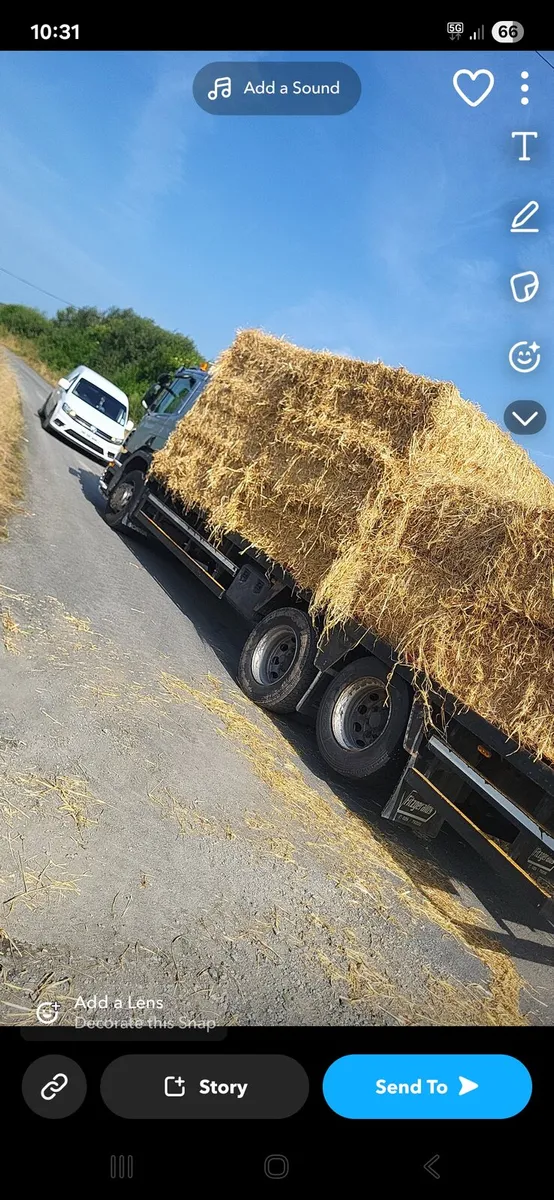 Barley straw - Image 2