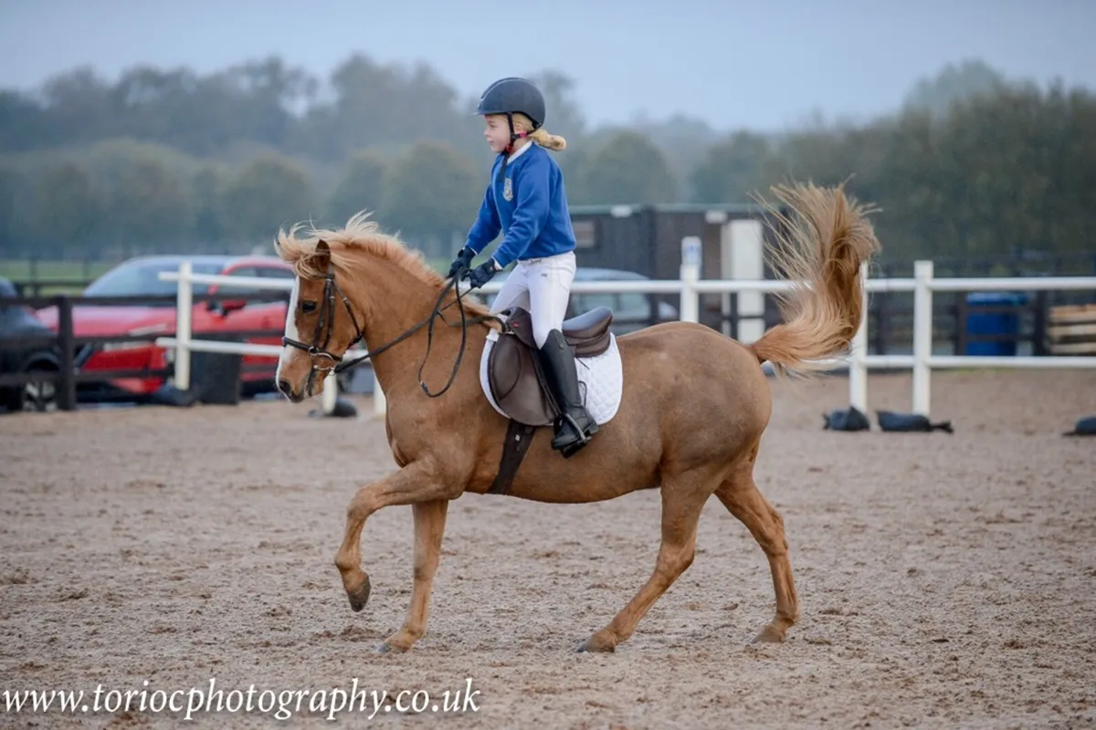 Experienced 2nd Pony - Image 1