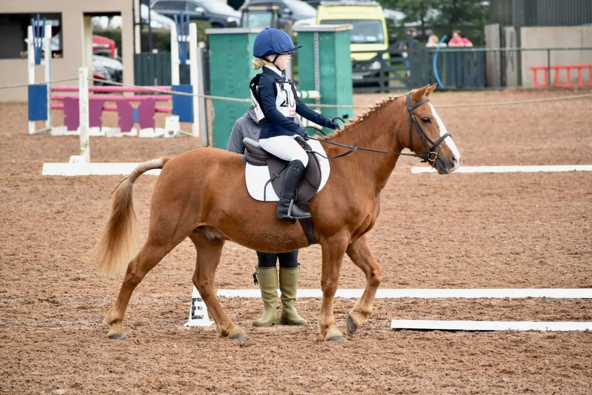 Experienced 2nd Pony - Image 2