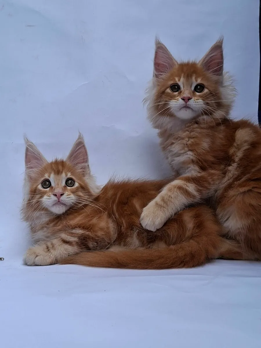 Royal Maine Coon kittens - Image 4