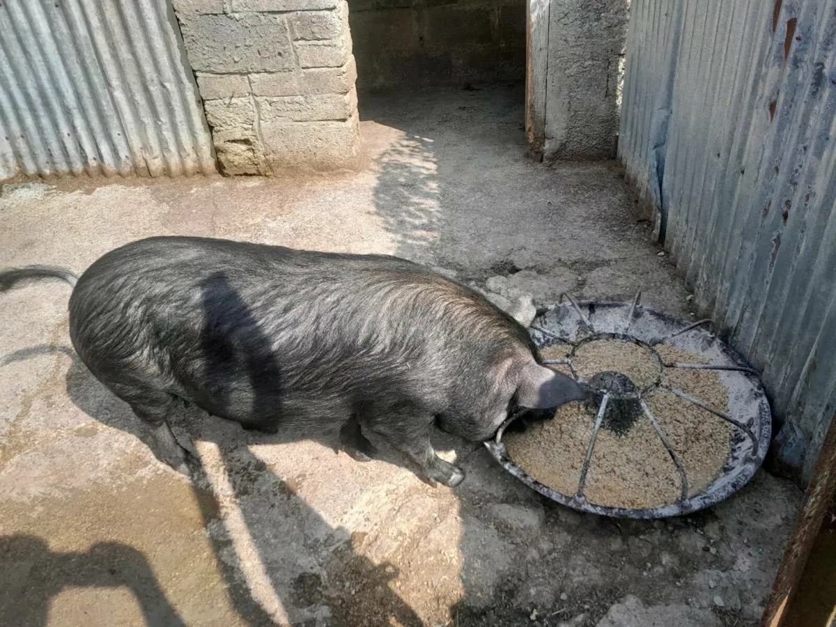 Micro sow suitable for pet farm - Image 1