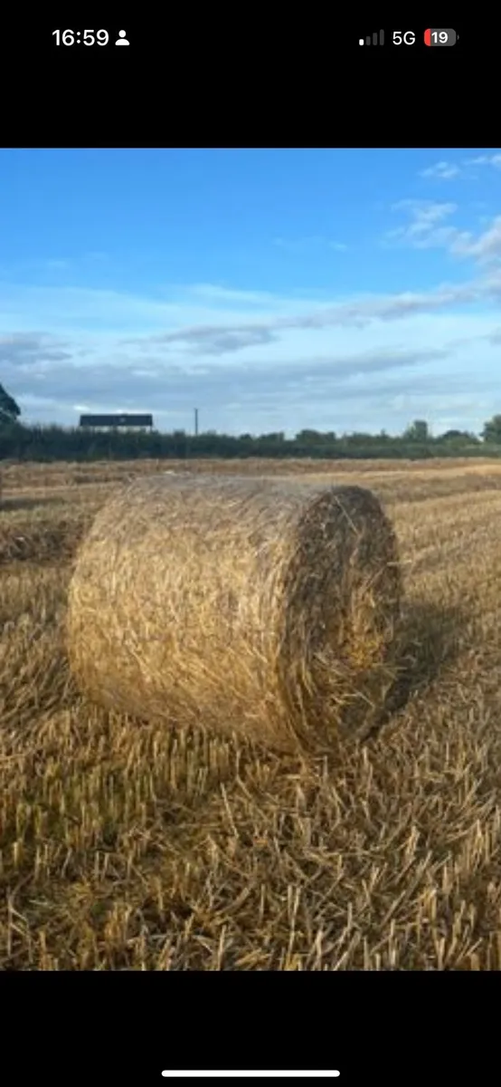 Straw - Image 2