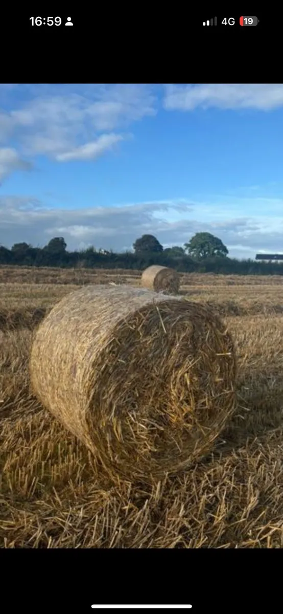 Straw - Image 3