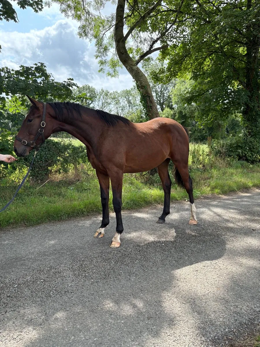 Yearling Gelding ISH - Image 1