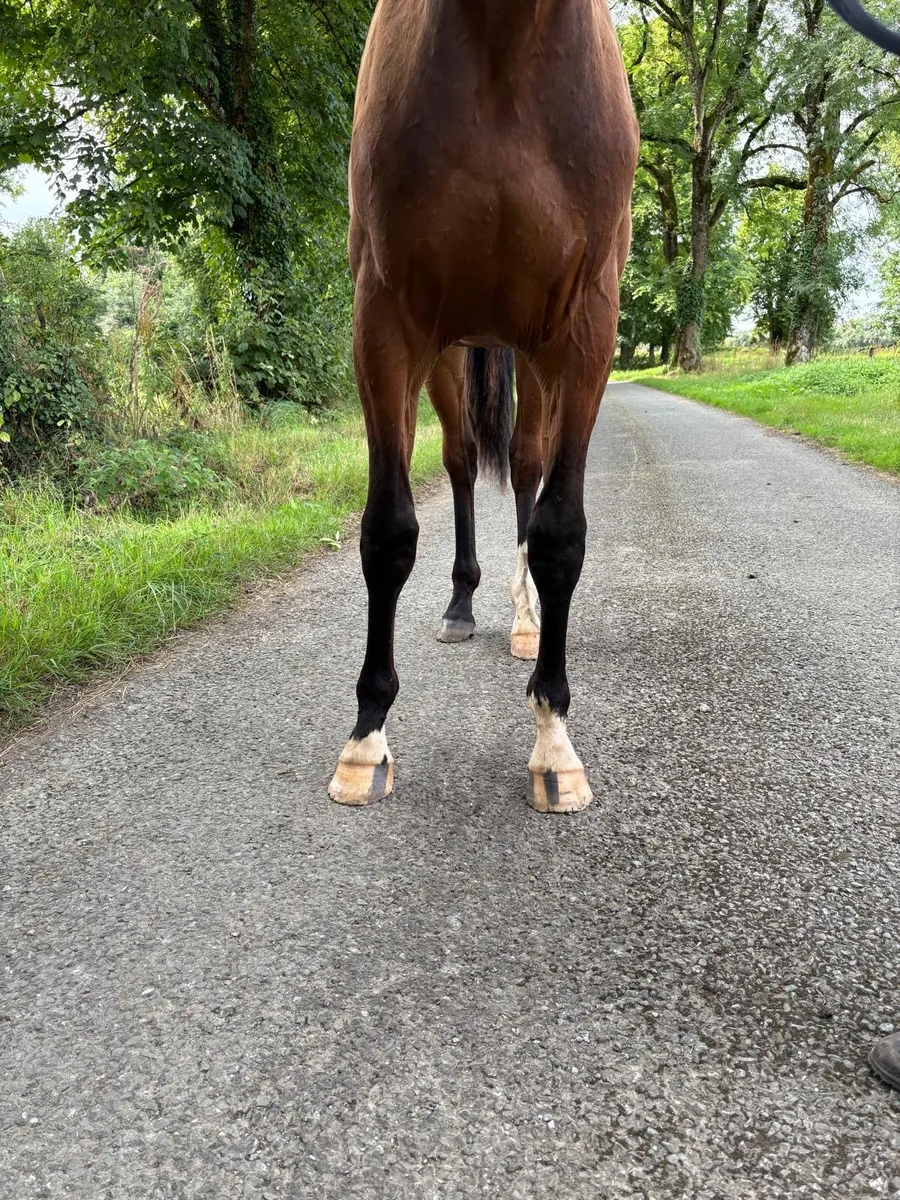 Yearling Gelding ISH - Image 2