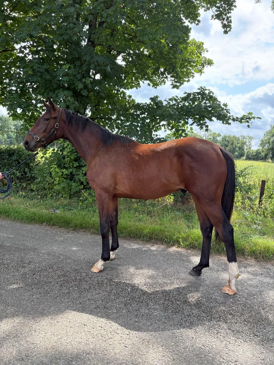 Yearling Gelding ISH - Image 4