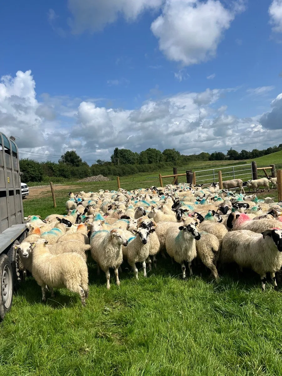 150 smashing store lambs - Image 2