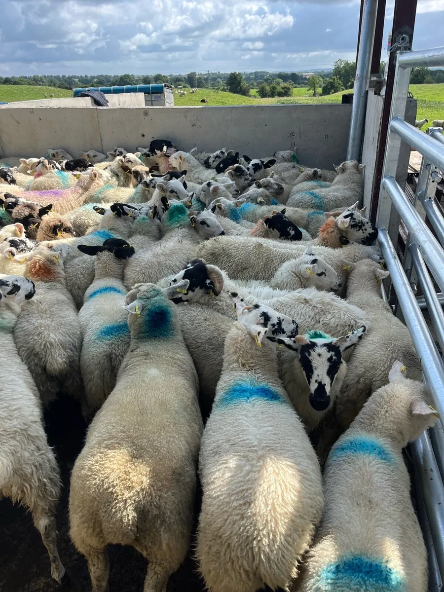 150 smashing store lambs - Image 3