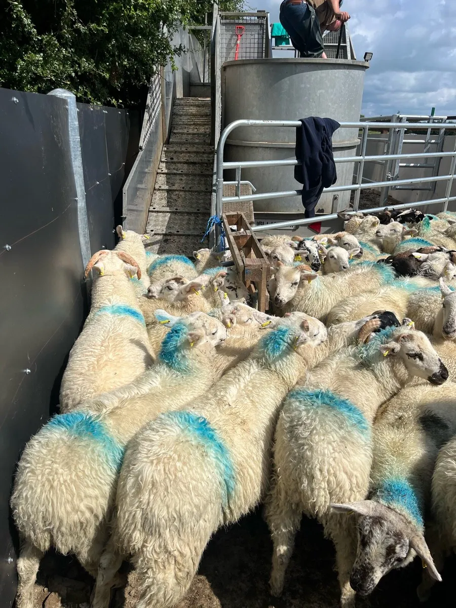 150 smashing store lambs - Image 4