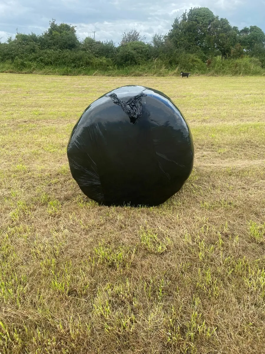 Silage Bales - Image 1