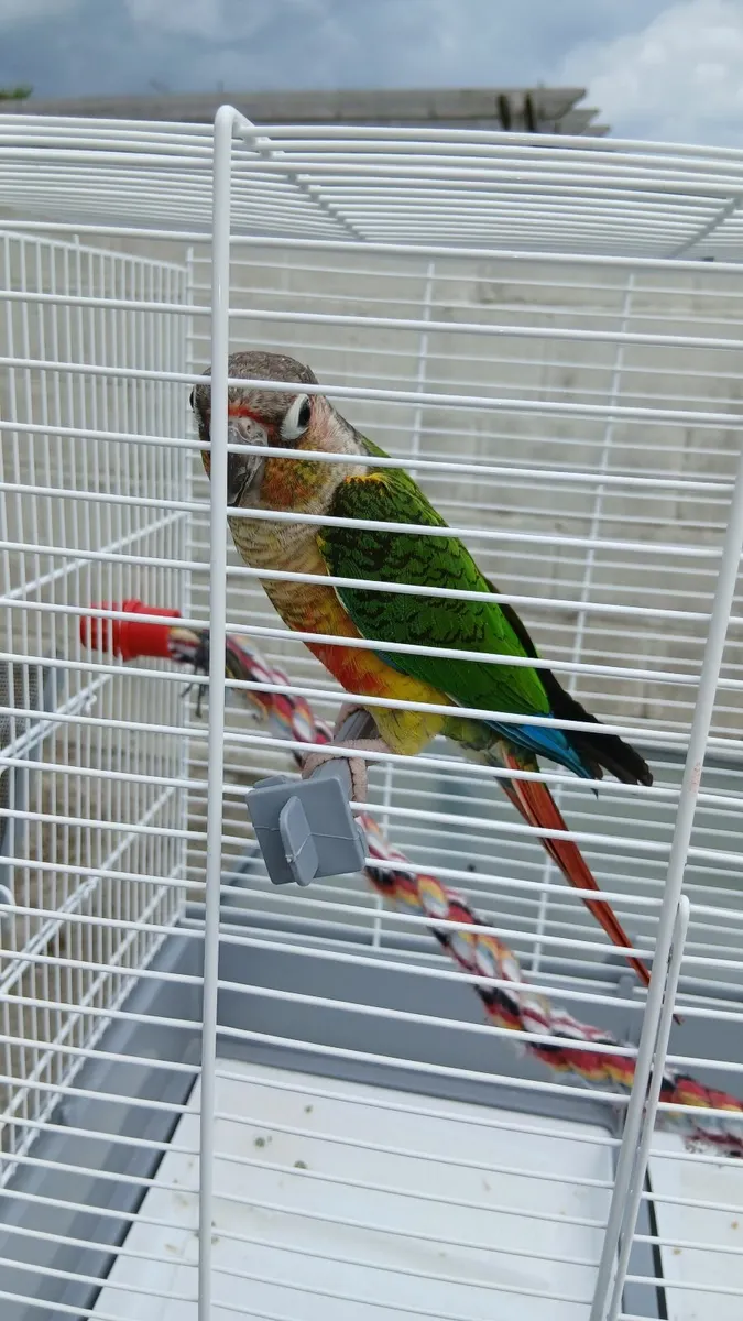 Green cheek conure with cage - Image 2