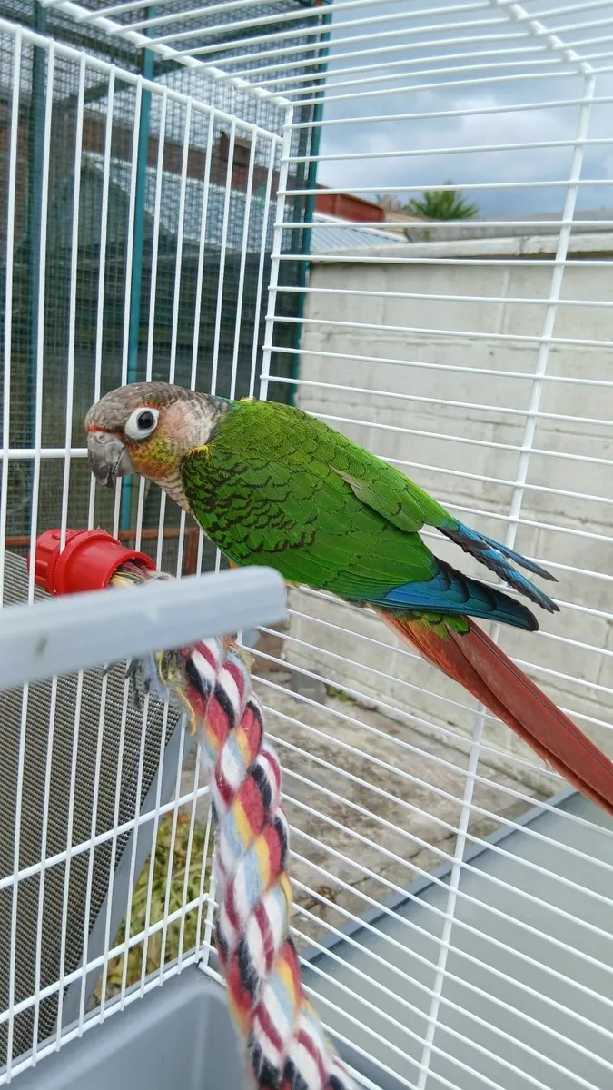 Green cheek conure with cage - Image 1
