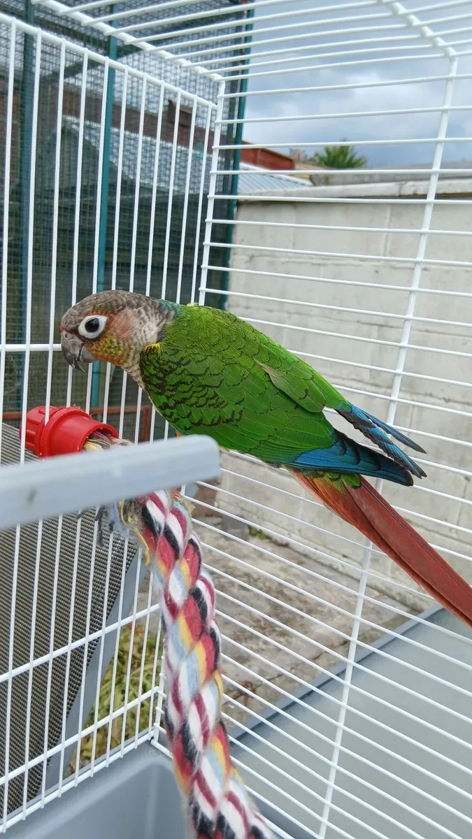 Green cheek conure with cage - Image 3