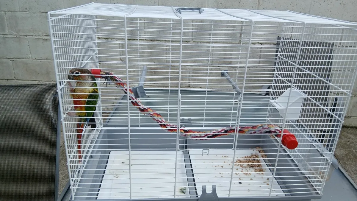 Green cheek conure with cage - Image 4