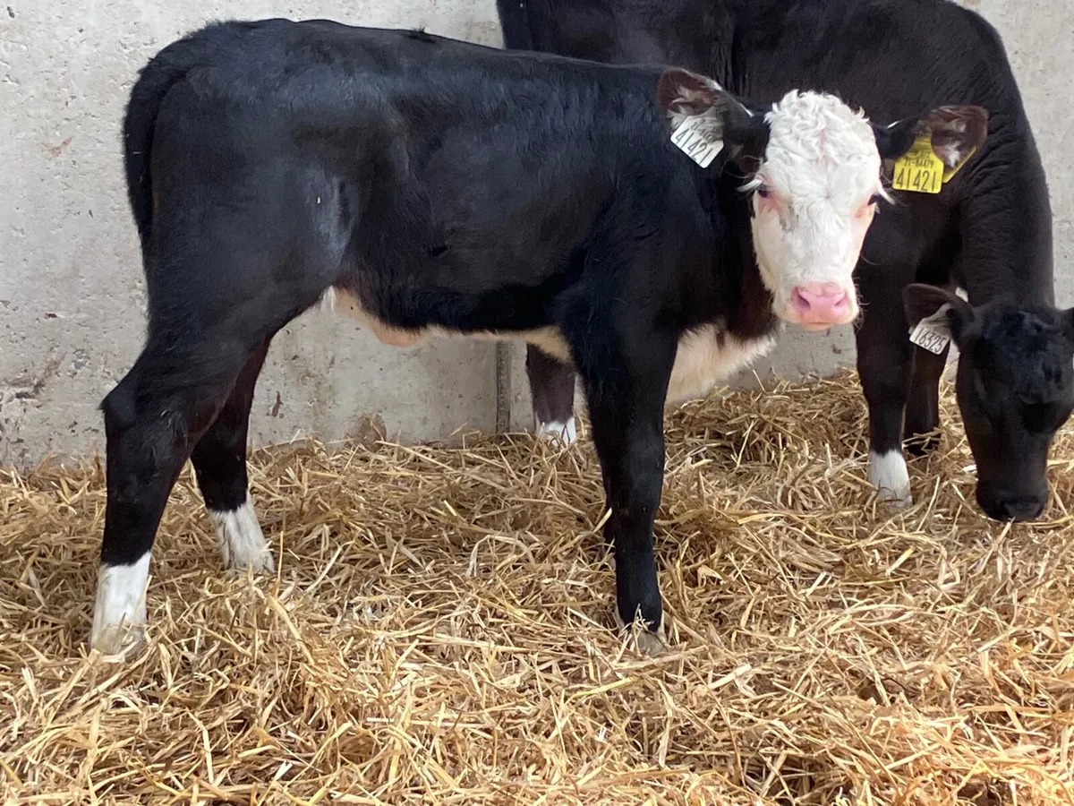 2 Hereford & Angus heifer calves for sale - Image 1