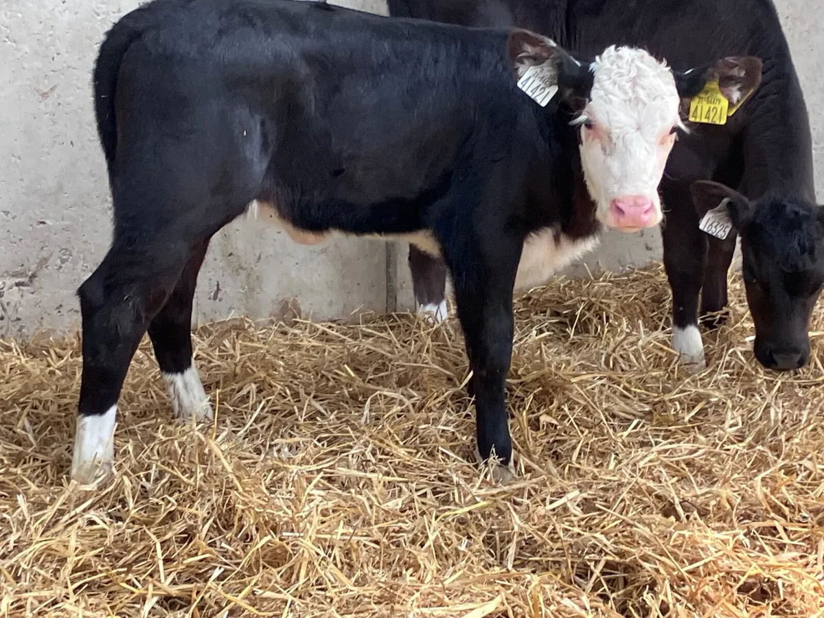 2 Hereford & Angus heifer calves for sale - Image 2