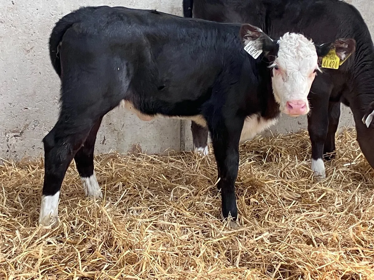 2 Hereford & Angus heifer calves for sale - Image 3