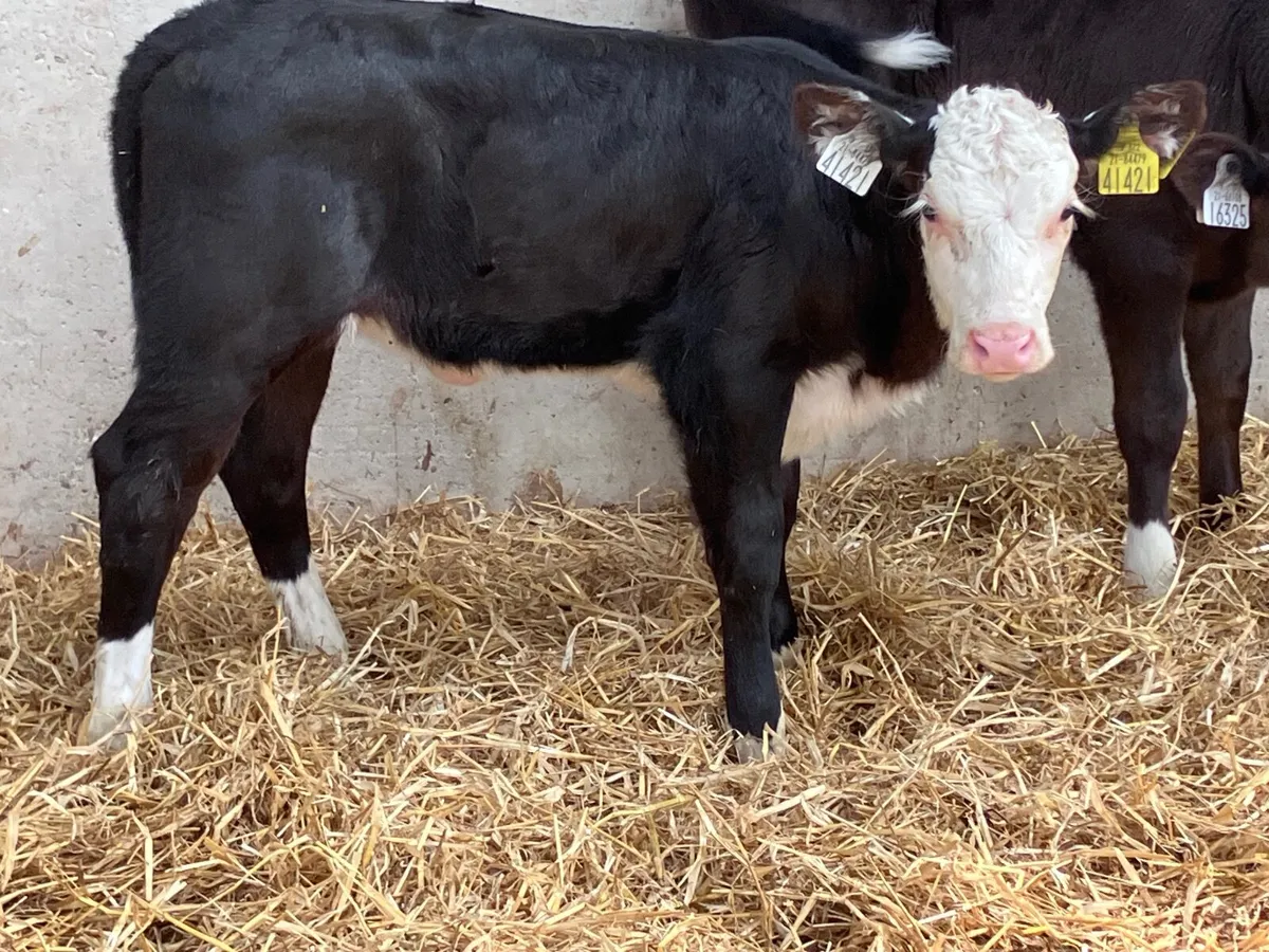 2 Hereford & Angus heifer calves for sale - Image 4