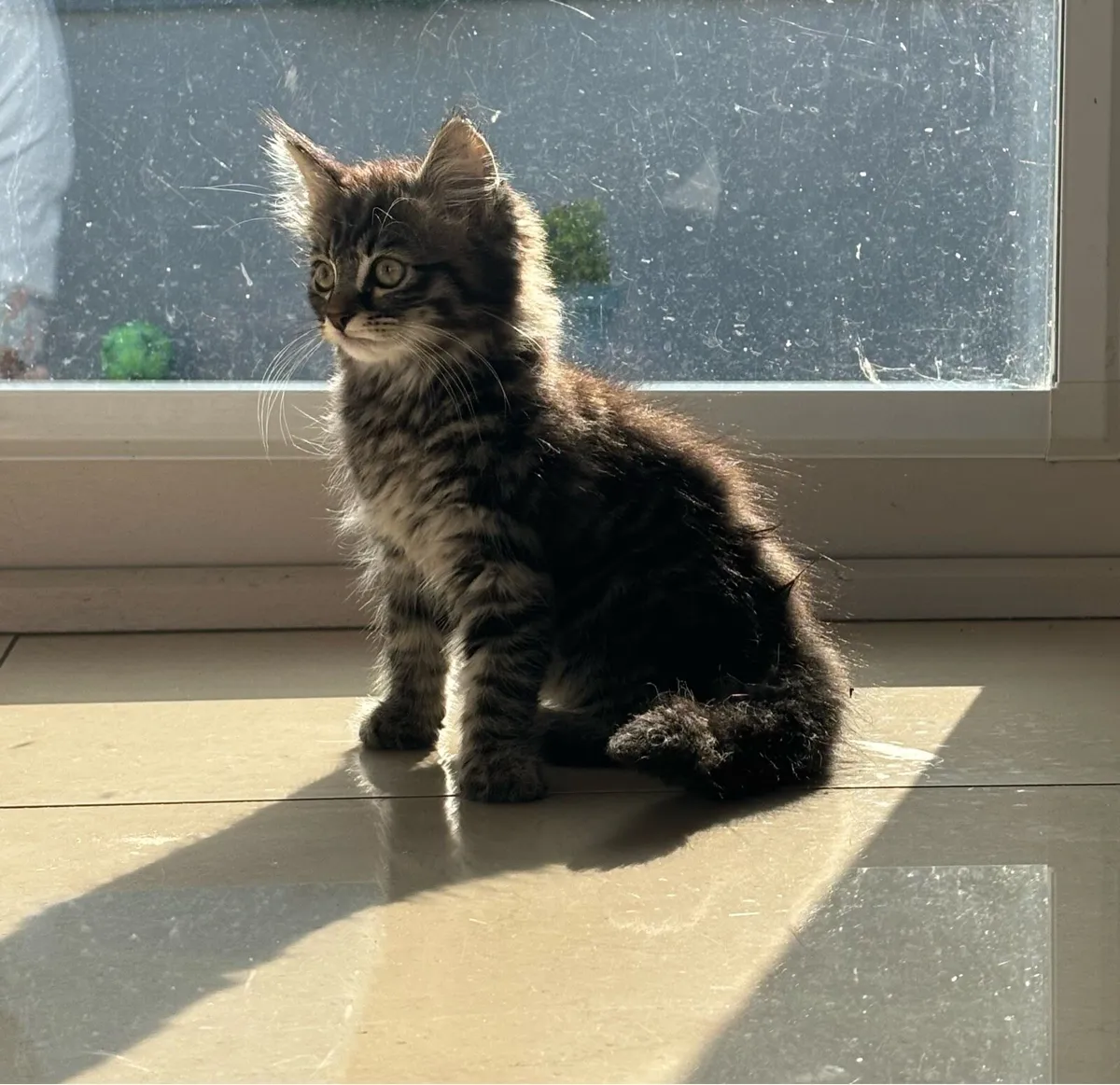 Beautiful fluffy kittens - can deliver - Image 1