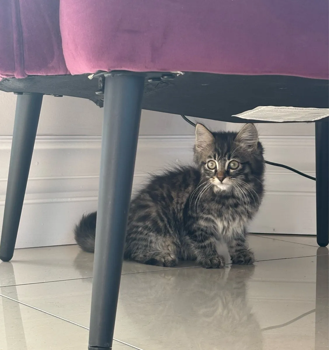 Beautiful fluffy kittens - can deliver - Image 2