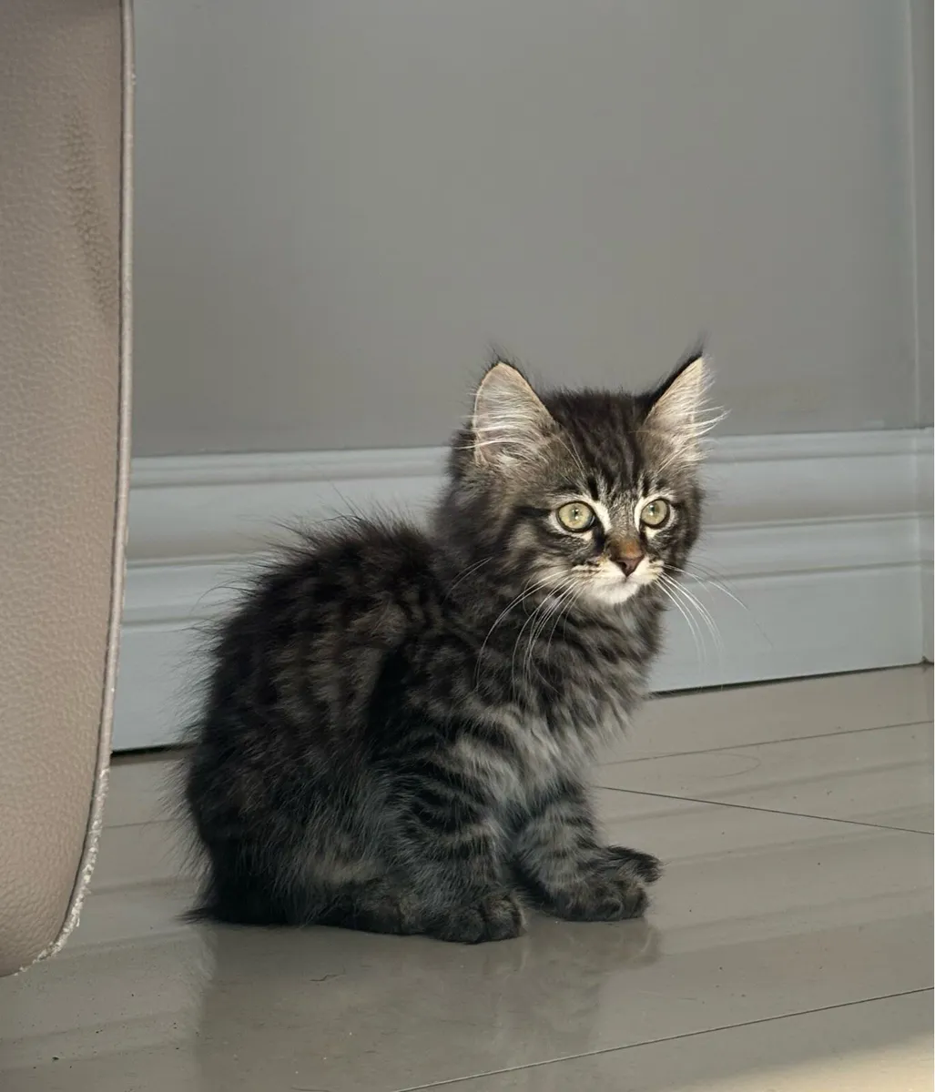 Beautiful fluffy kittens - can deliver - Image 3