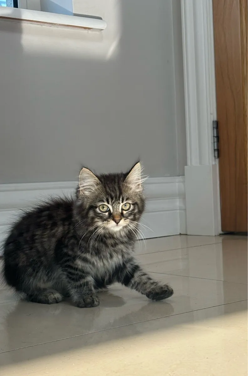 Beautiful fluffy kittens - can deliver - Image 4