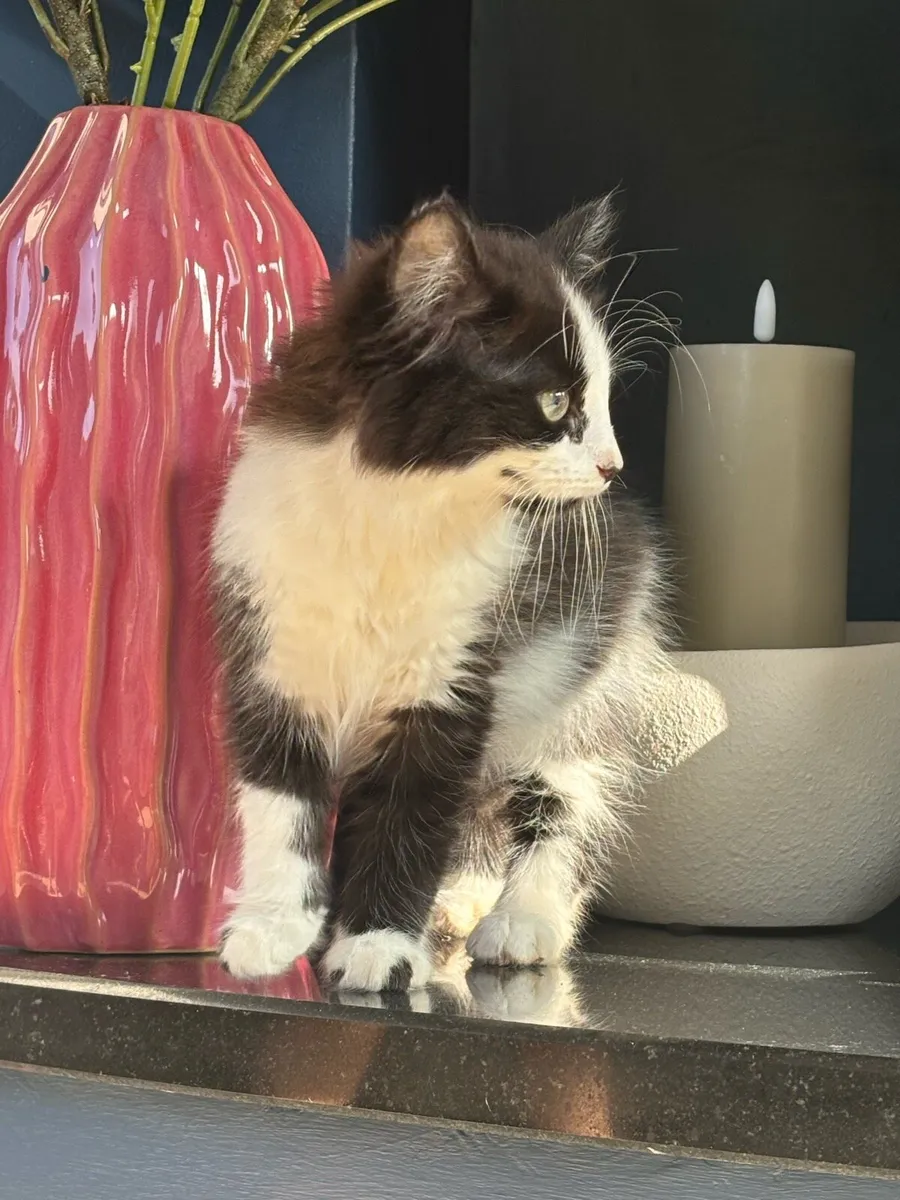 Beautiful fluffy kittens, last one. - can deliver - Image 1