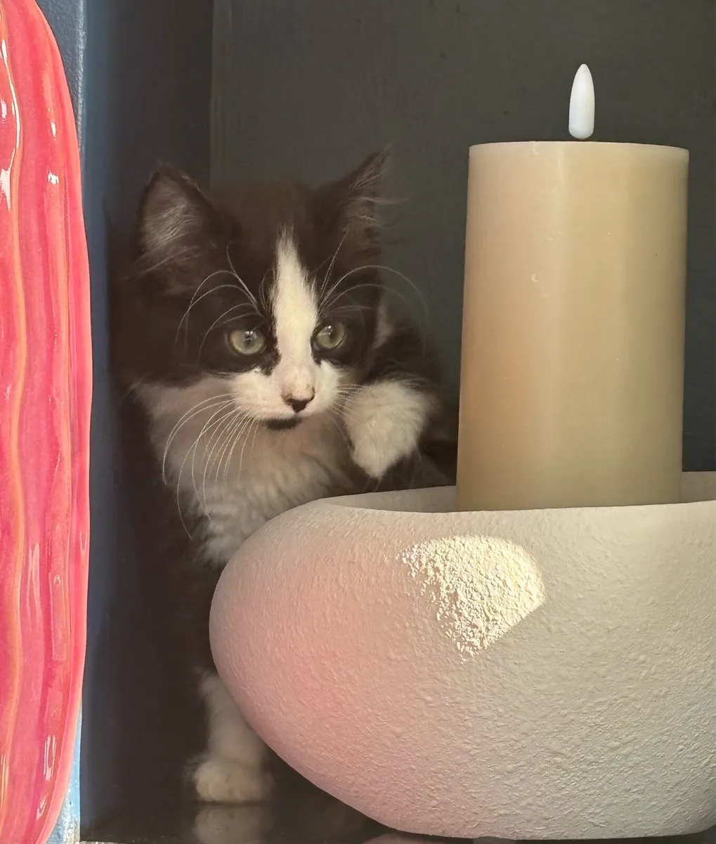 Beautiful fluffy kittens, last one. - can deliver - Image 3