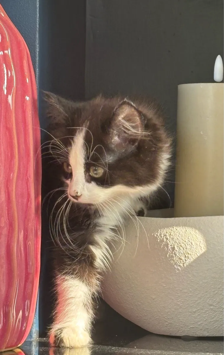 Beautiful fluffy kittens, last one. - can deliver - Image 4