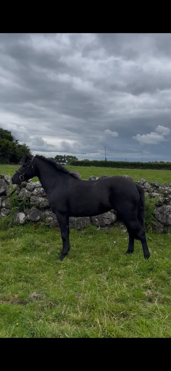 ☘️Allrounder pony☘️ - Image 1