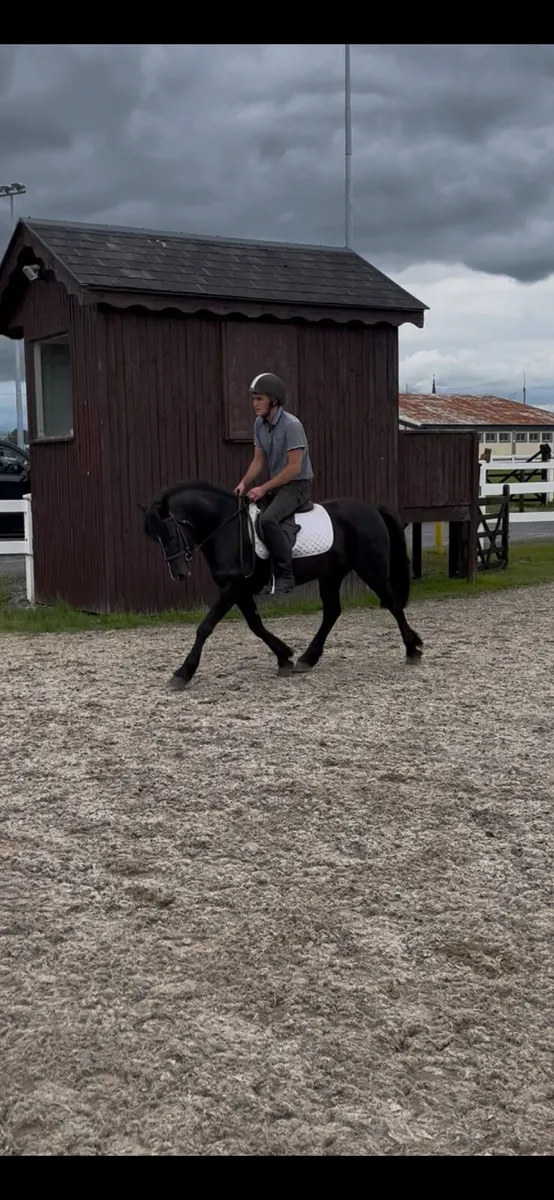 ☘️Allrounder pony☘️ - Image 2