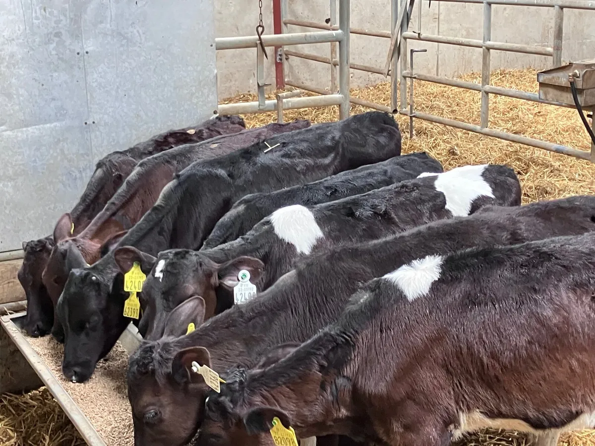 7 two to three month old Freisan heifer calves for - Image 1