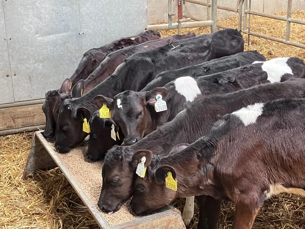 7 two to three month old Freisan heifer calves for - Image 2