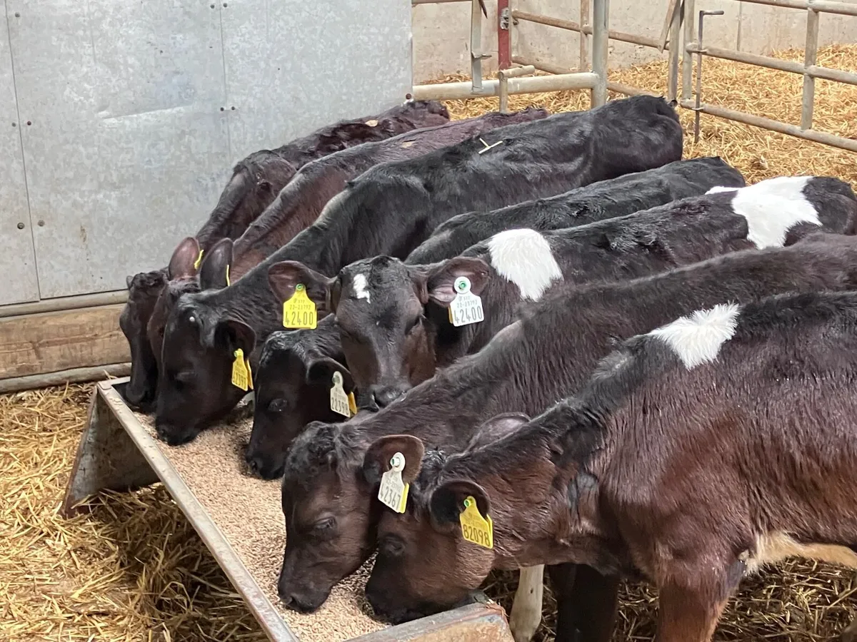 7 two to three month old Freisan heifer calves for - Image 3