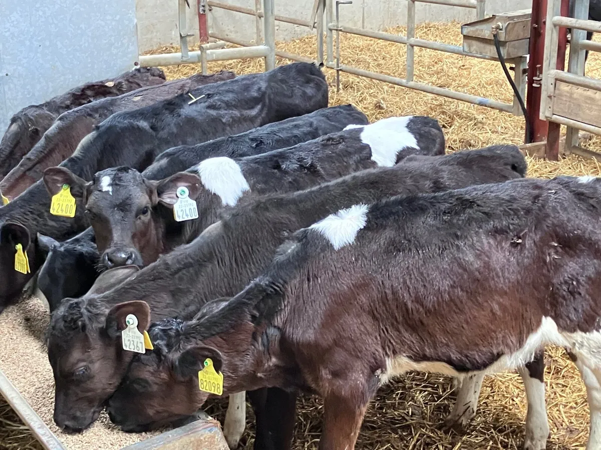 7 two to three month old Freisan heifer calves for - Image 4