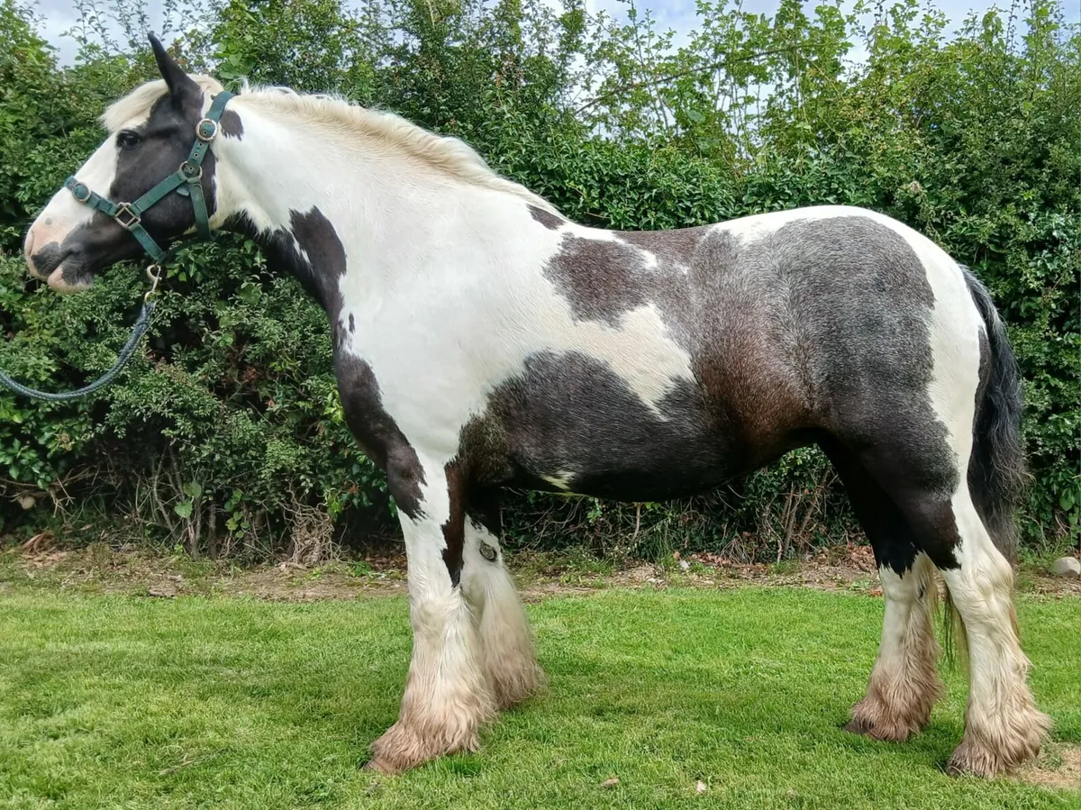 Stunning 138cm filly - Image 1