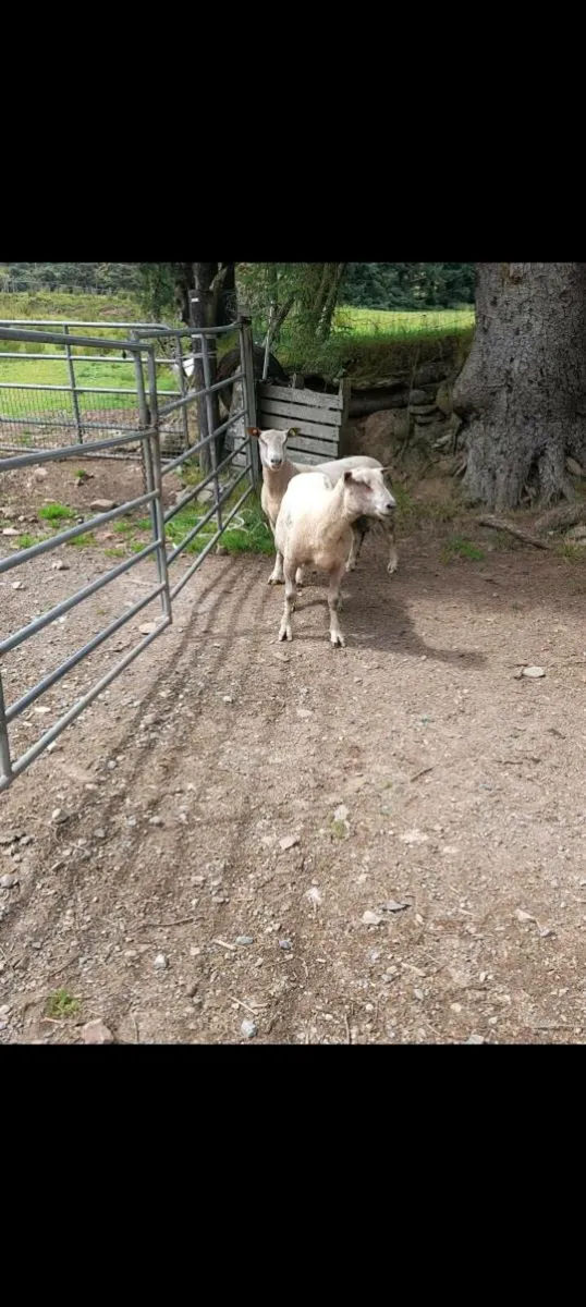 PBNR 4yr old Charlaois Rams - Image 1