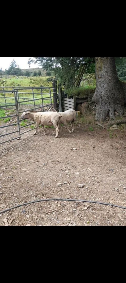 PBNR 4yr old Charlaois Rams - Image 2
