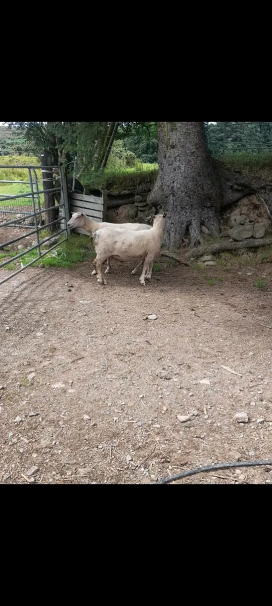 PBNR 4yr old Charlaois Rams - Image 3