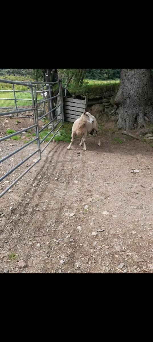 PBNR 4yr old Charlaois Rams - Image 4
