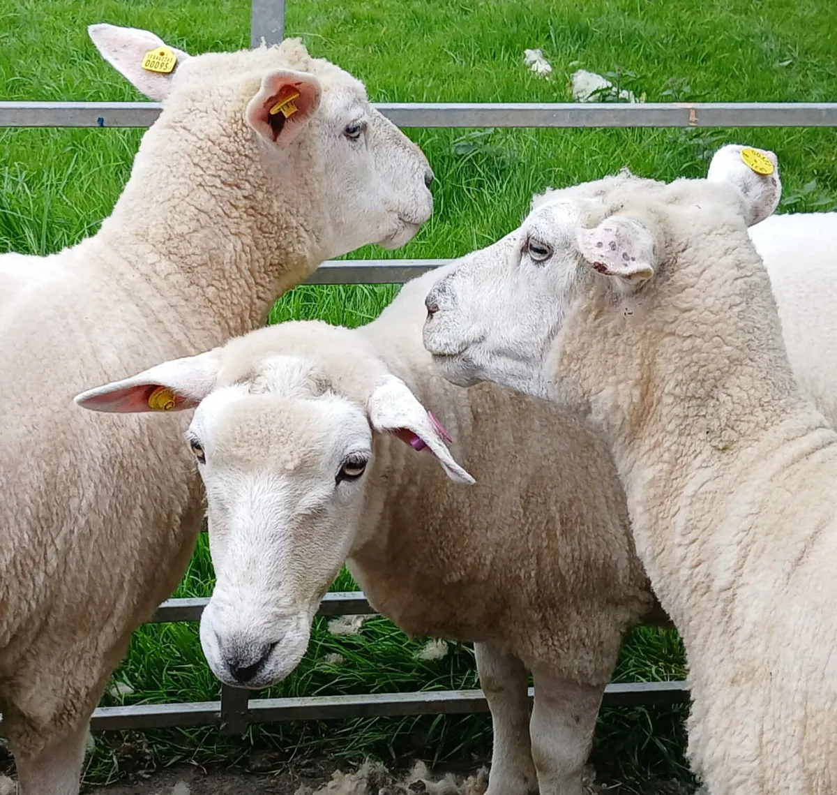 3 Galway ewes - Image 1
