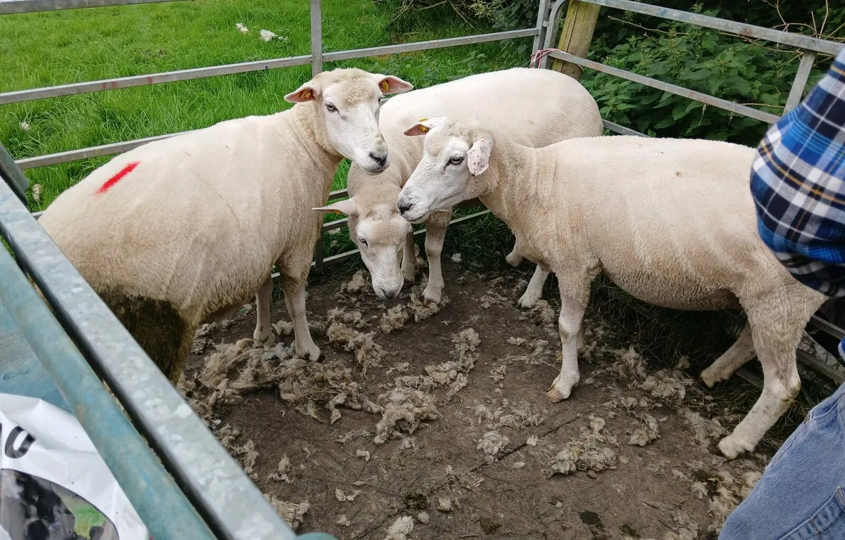 3 Galway ewes - Image 2