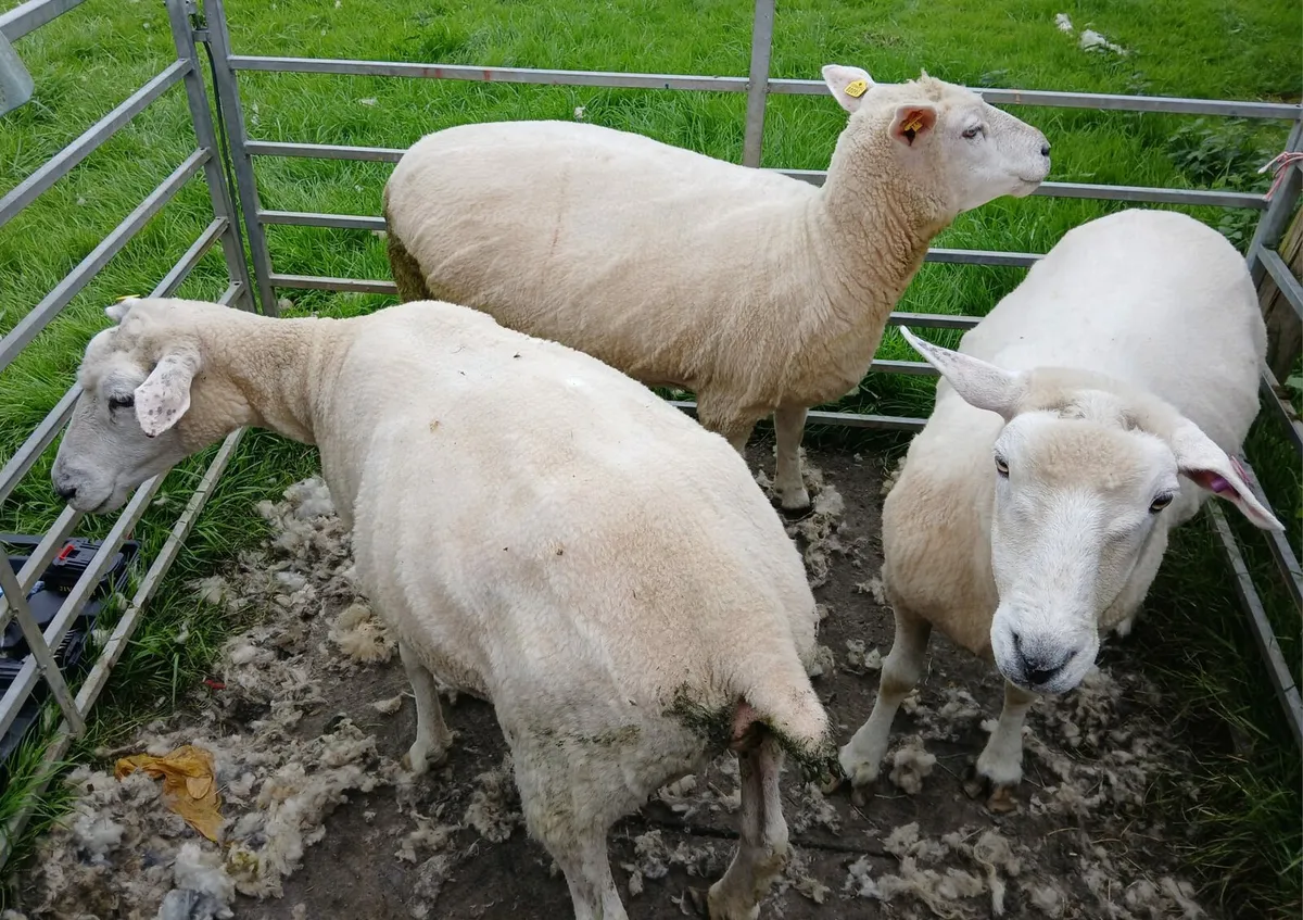 3 Galway ewes - Image 3