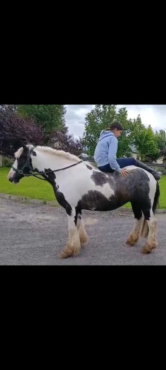 Stunning 138cm filly - Image 2