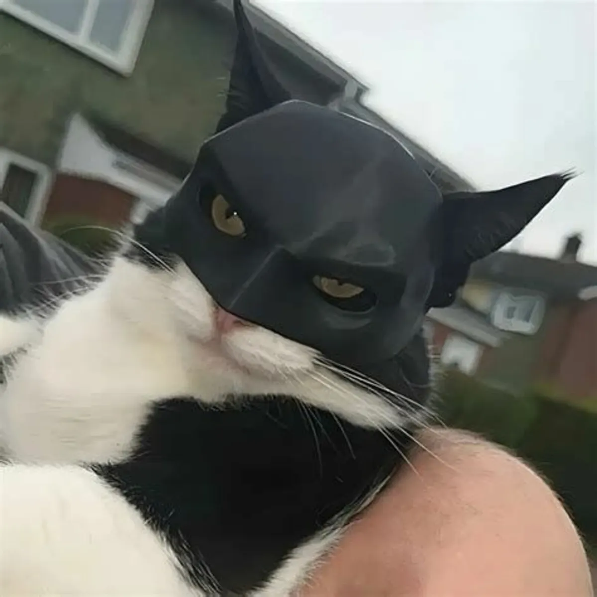 BatCat Mask - Made in Ireland - Image 1